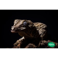 Gecko gárgola - Rhacodactylus auriculatus disponible 1 macho adulto y pequeños sin sexar
